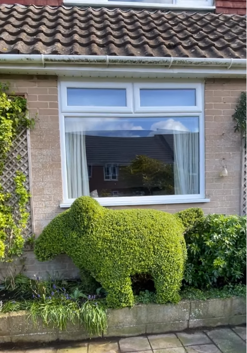Hedge trimming and shaping work by The Bush Barber