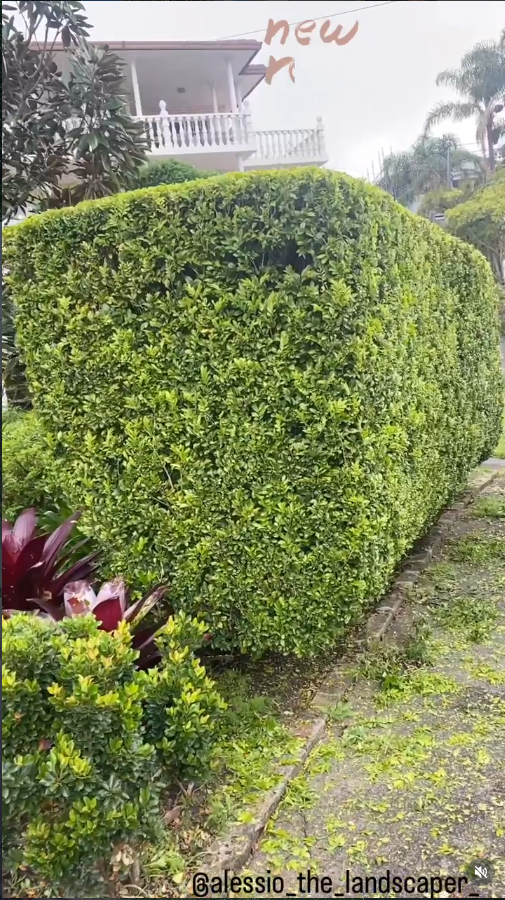 Professional hedge trimming Berkshire